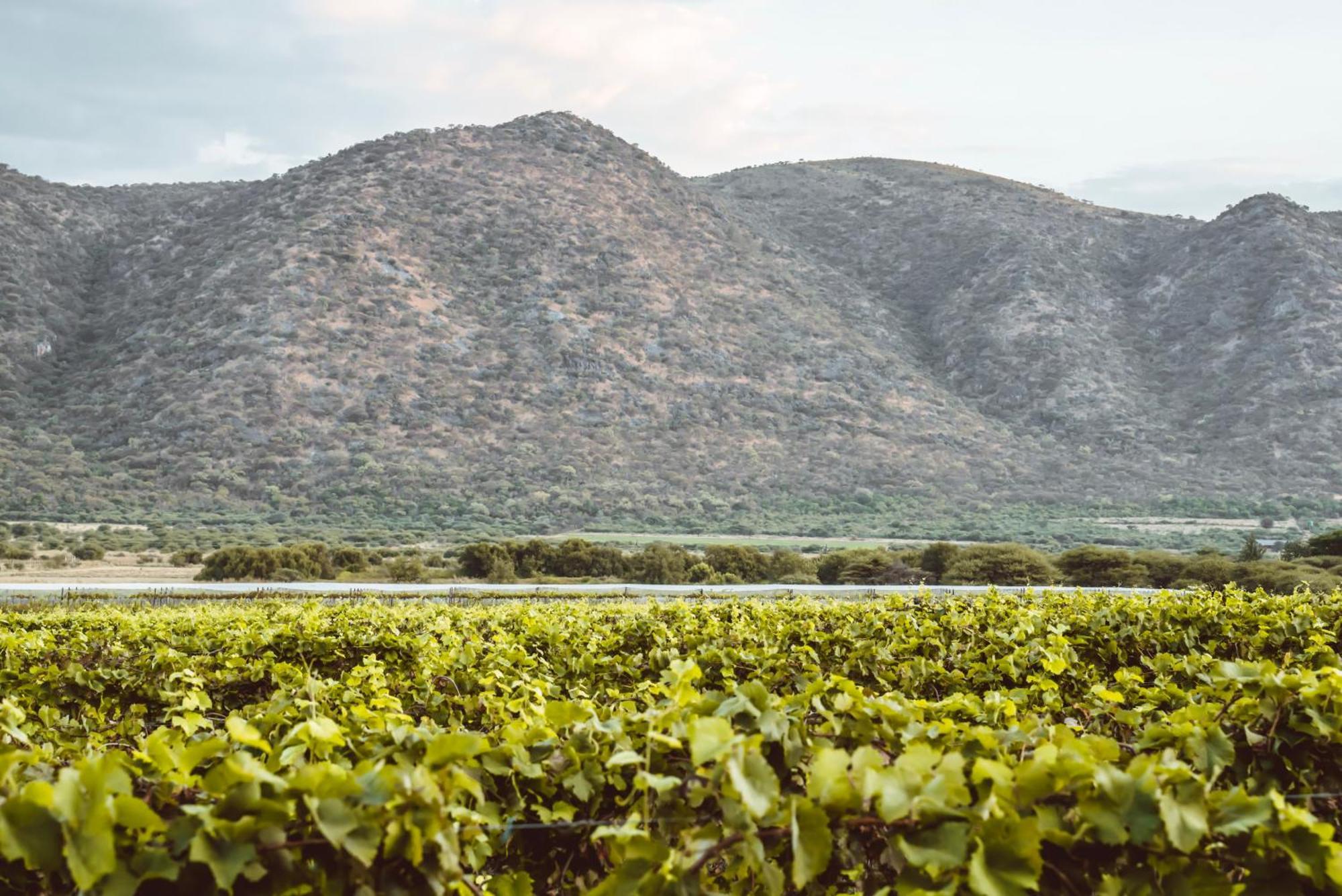 Otavi Vineyards Self-Catering & Camping Ngoại thất bức ảnh